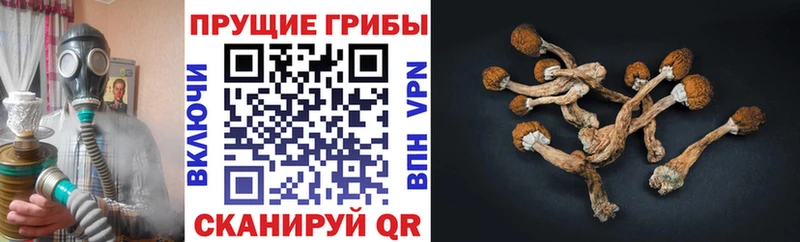 Галлюциногенные грибы Psilocybe  наркотики  Армавир 